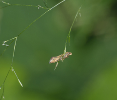 Epermenia illigerella