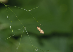 Epermenia illigerella