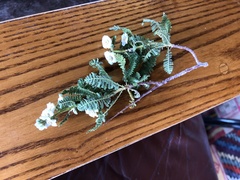 Chamaebatiaria millefolium