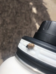 Chrysomela crotchi