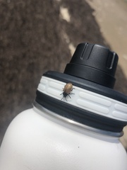Chrysomela crotchi