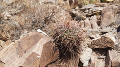 Homalocephala parryi
