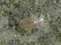 Cirolanidae