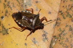Pinthaeus sanguinipes