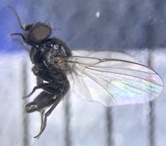 Agromyzinae