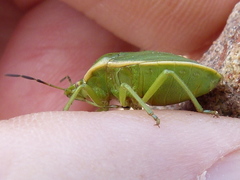 Chlorochroa persimilis