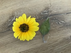 Sanvitalia procumbens