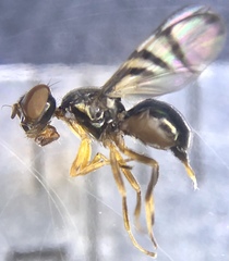 Rivellia flavimana