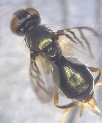 Rivellia flavimana