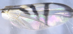Rivellia flavimana