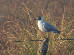 Chroicocephalus maculipennis