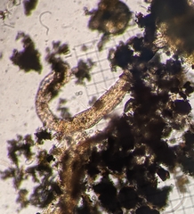 Aeolosoma