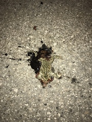 Bufotes viridis balearicus