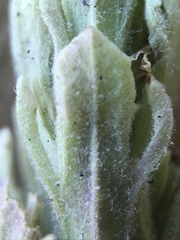 Castilleja arachnoidea