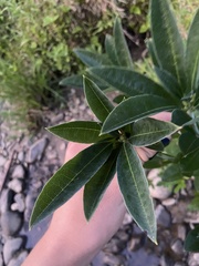 Rhododendron arborescens