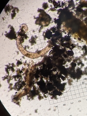 Aeolosoma