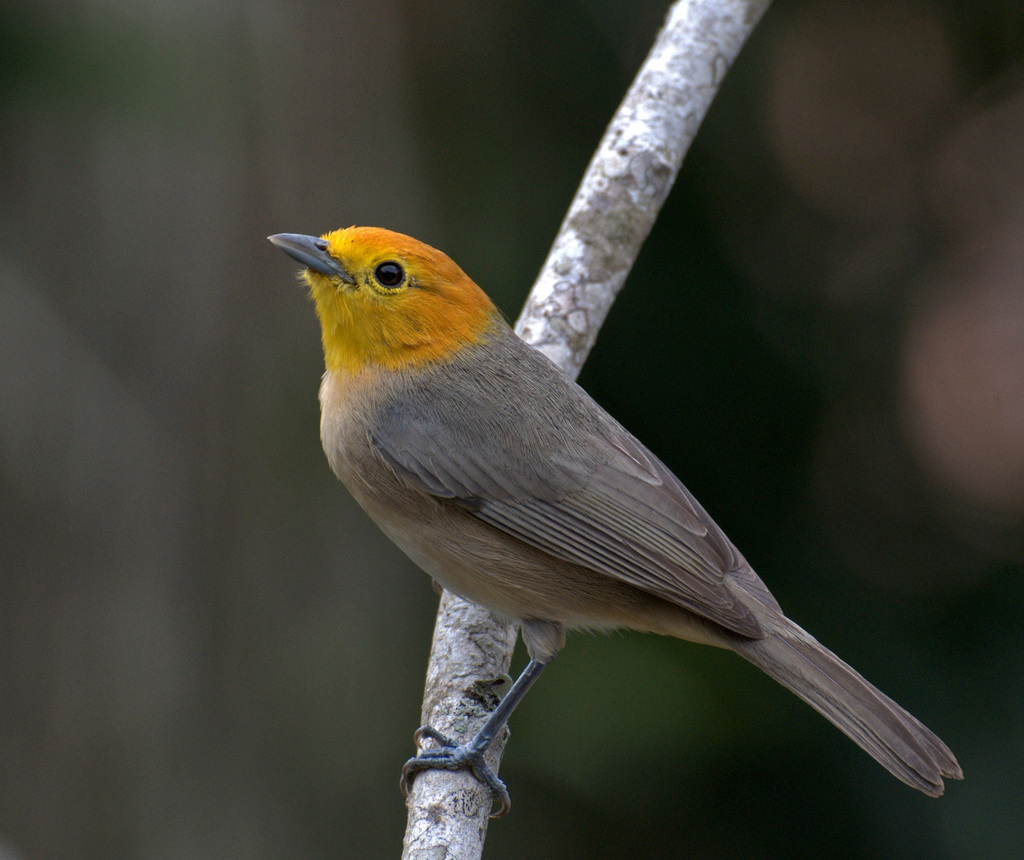 Orange-Headed Tanager