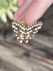 Lophocampa ingens