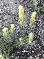 Castilleja arachnoidea