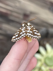 Lophocampa ingens