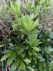 Rhododendron arborescens