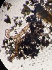Aeolosoma