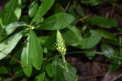 Platanthera chapmanii