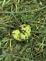 Leucogaster citrinus