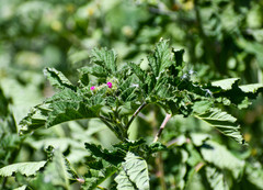 Fuertesimalva limensis