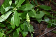 Platanthera chapmanii