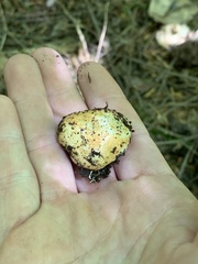 Leucogaster citrinus