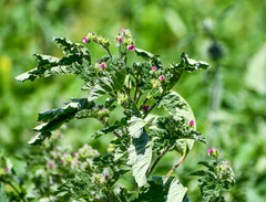 Fuertesimalva limensis
