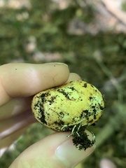 Leucogaster citrinus