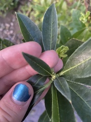 Rhododendron arborescens