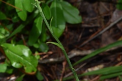 Platanthera chapmanii