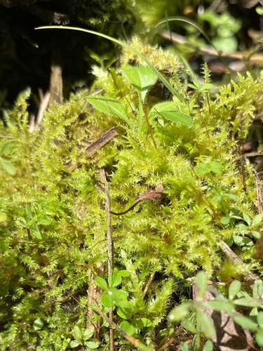 Drepanocladus polygamus