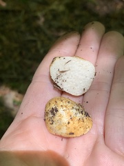 Leucogaster citrinus