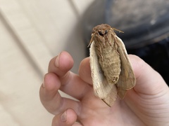 Automeris zephyria