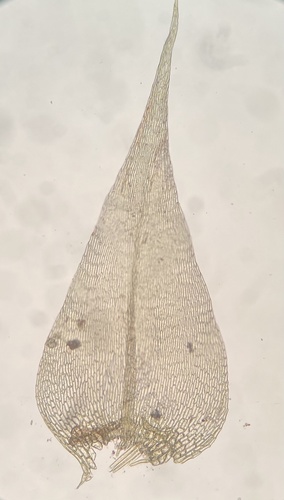 Drepanocladus polygamus