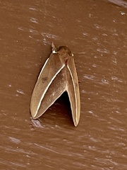 Automeris zephyria