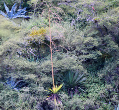Furcraea andina