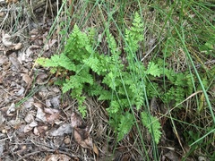 Woodsiaceae