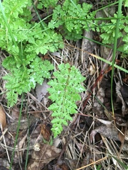 Woodsiaceae