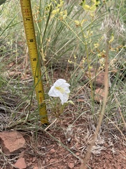 Oenothera coronopifolia