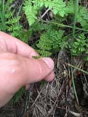 Woodsiaceae