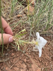 Oenothera coronopifolia