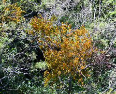 Phoradendron nervosum