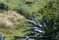 Agave cordillerensis