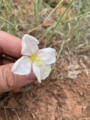 Oenothera coronopifolia