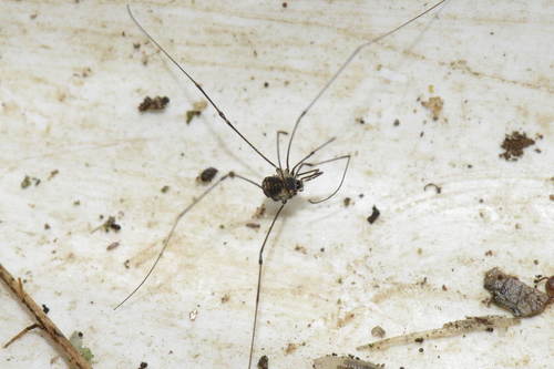 Mitostoma chrysomelas